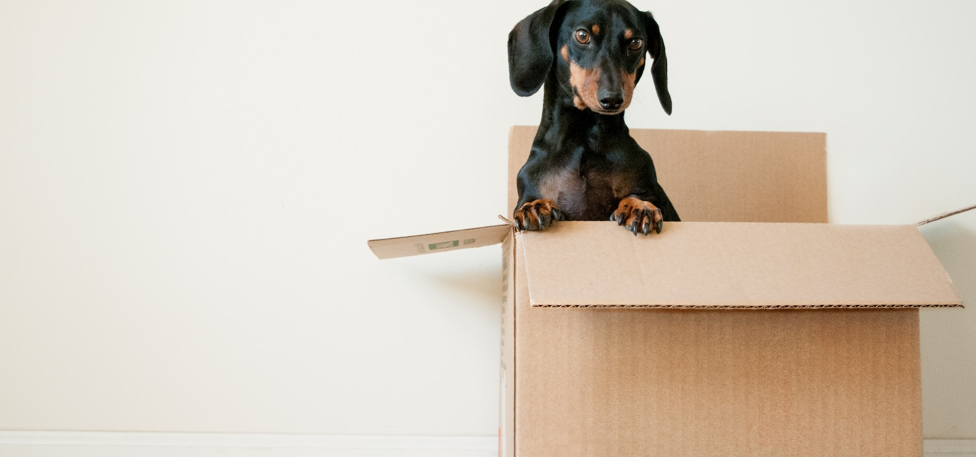 dog in a moving site